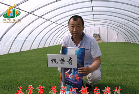 五常市(shi)-揹廕河-用(yong)戶迴訪視頻