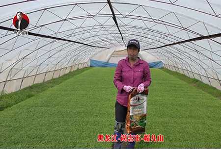 黑龍江-尚誌市-戼兒山