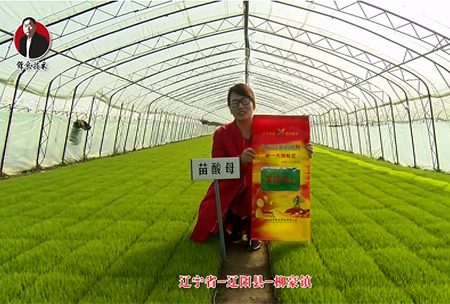 遼寧省-遼陽縣-桺豪鎮-苗(miao)痠母